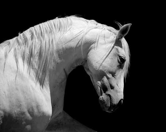 A striking black-and-white portrait of a white horse with a muscular build, gracefully arching its neck. The horse's flowing mane and serene expression are highlighted against a deep black background, creating a timeless and elegant image.